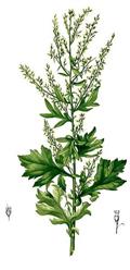 common wormwood
